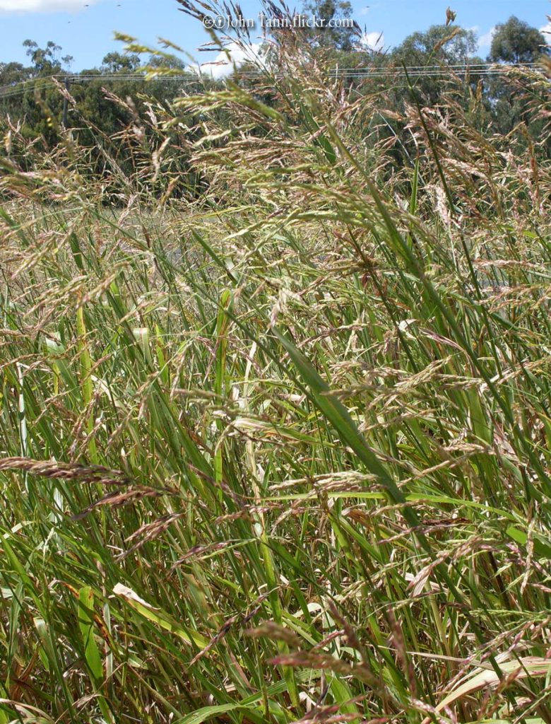Johnson Grass