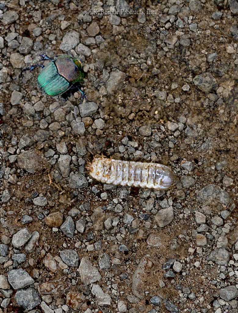 June Beetles
