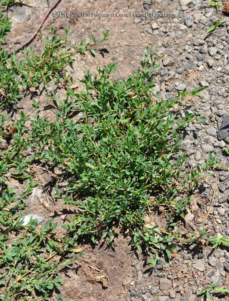 Knotweed, Prostrate
