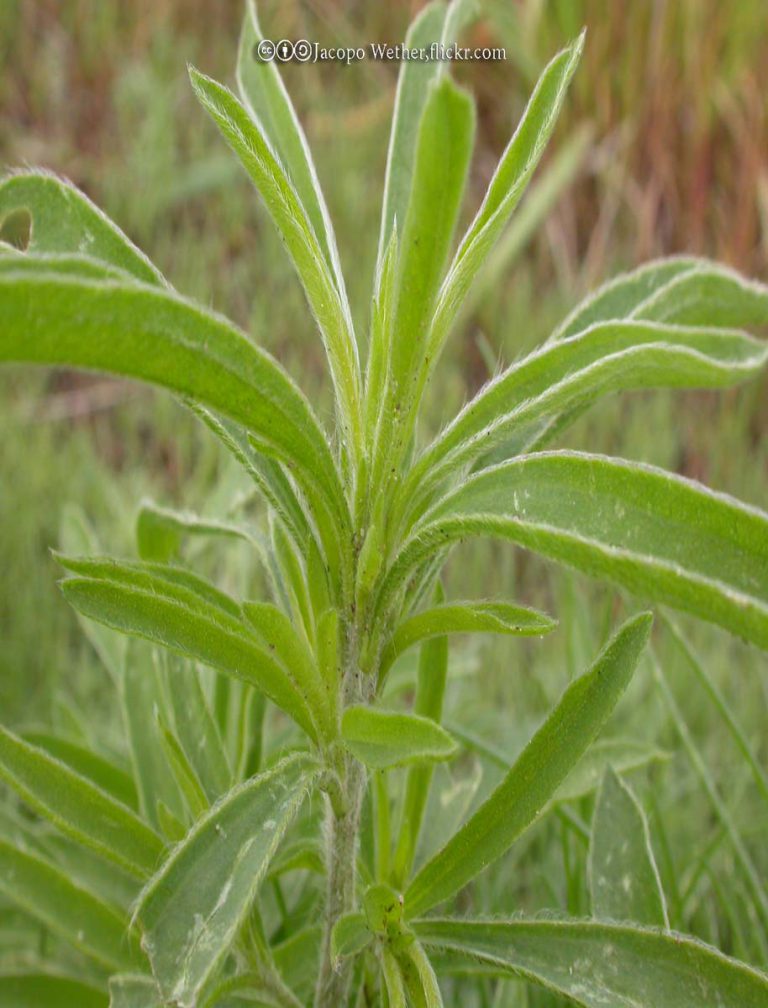Kochia