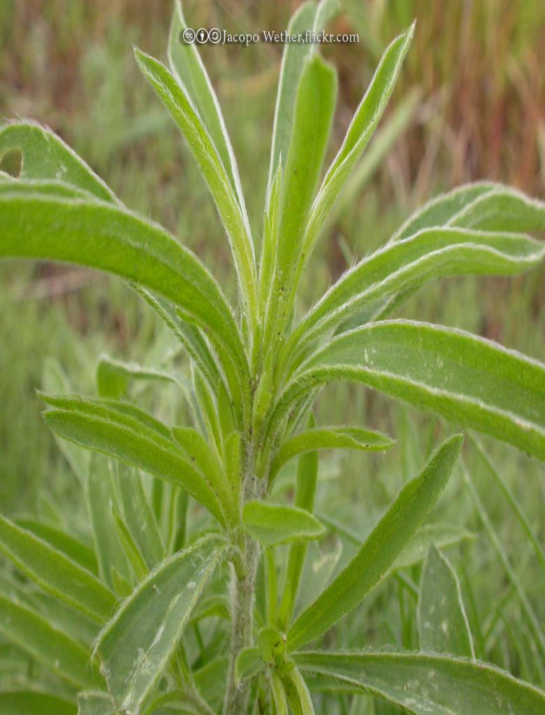 Kochia