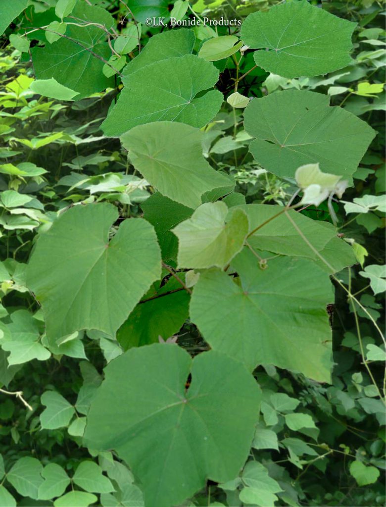 Kudzu