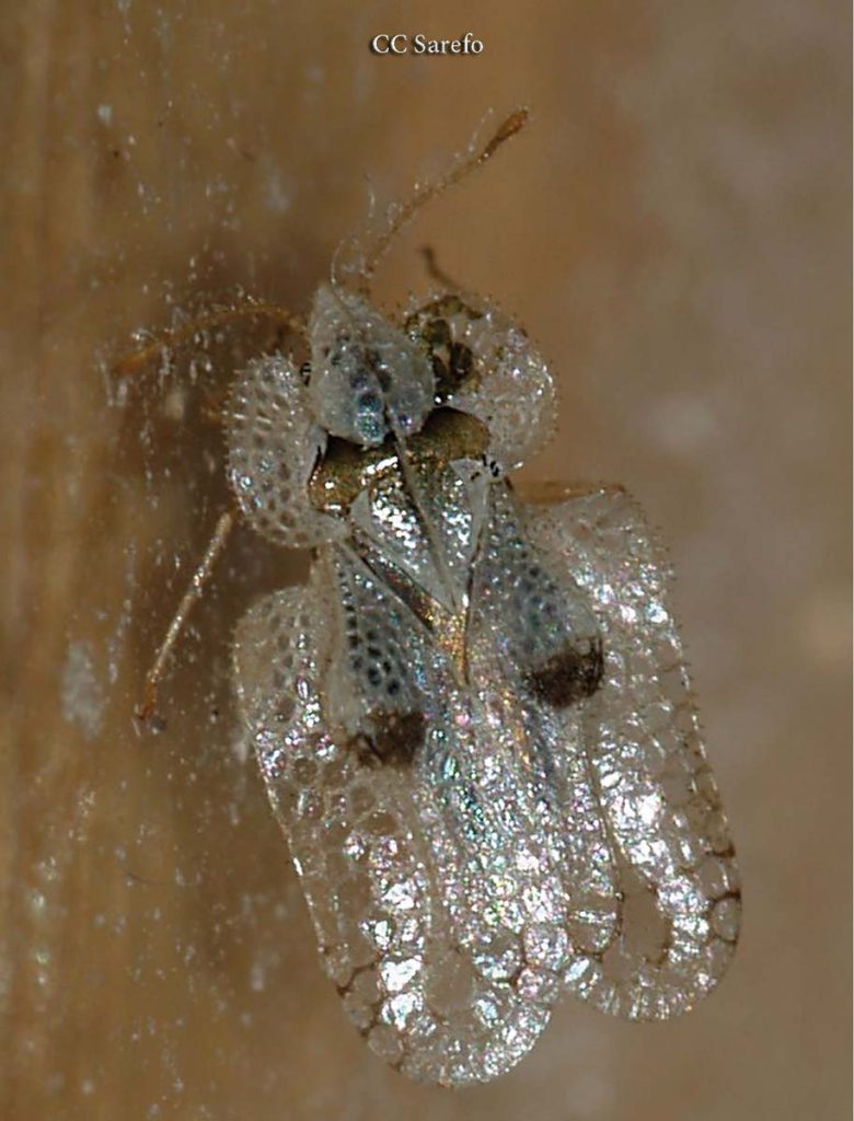Lacebugs