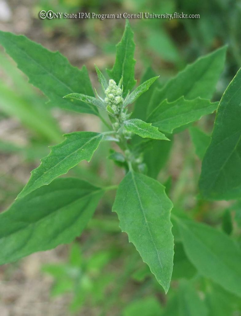 Lambsquarters Bonide
