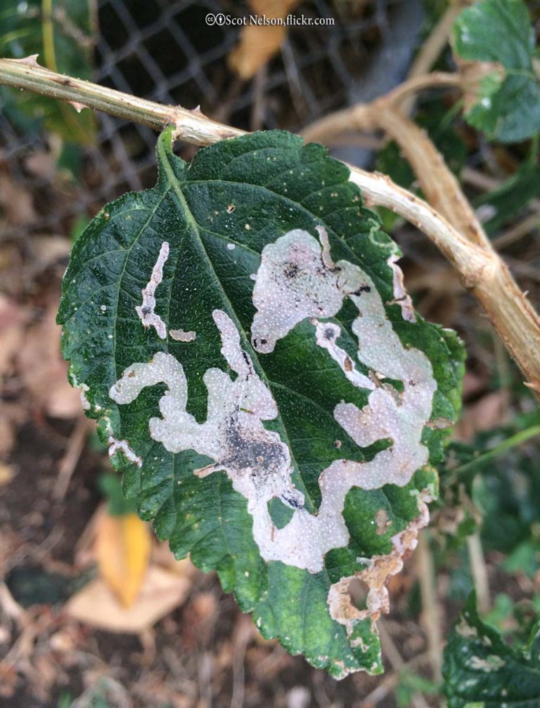 Leaf Miners