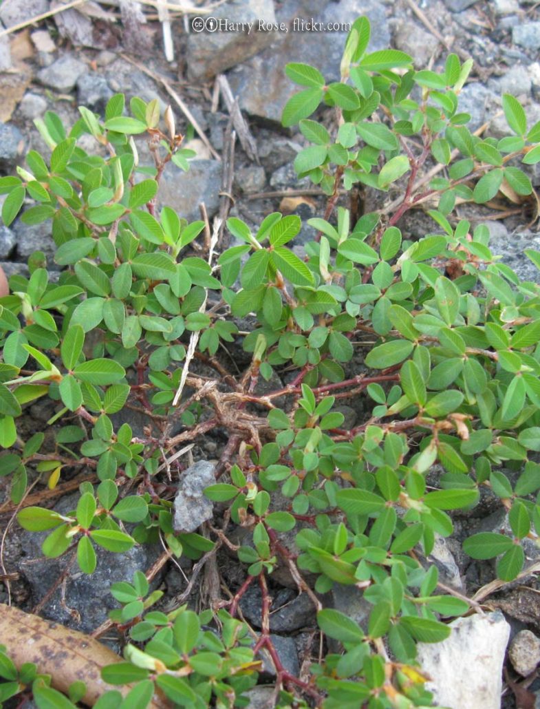 Lespedeza