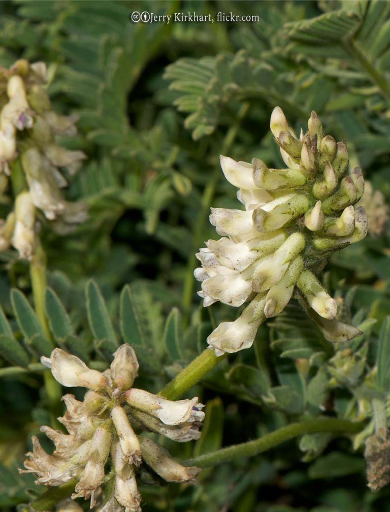 Locoweed