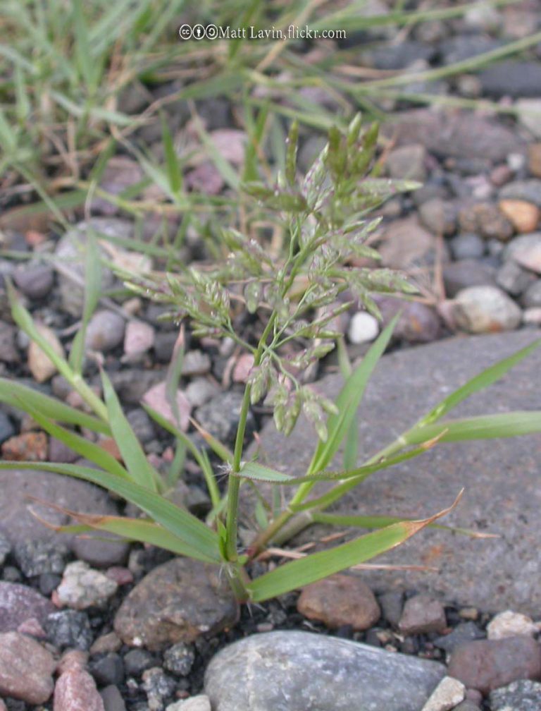 Lovegrass