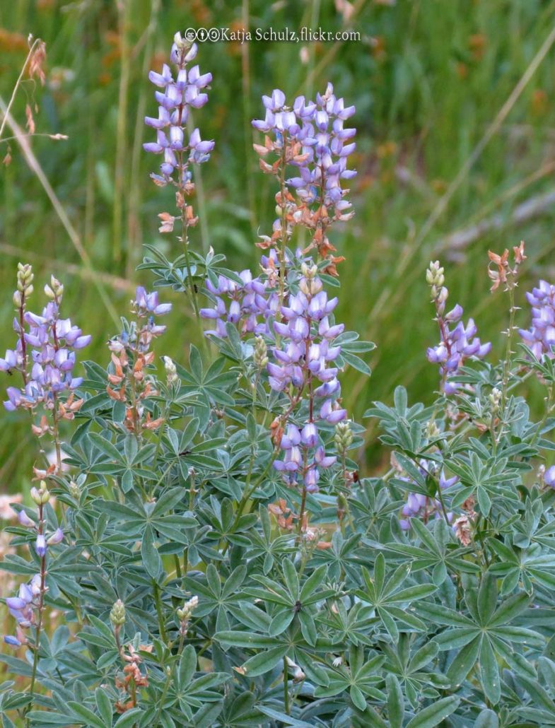 Lupine