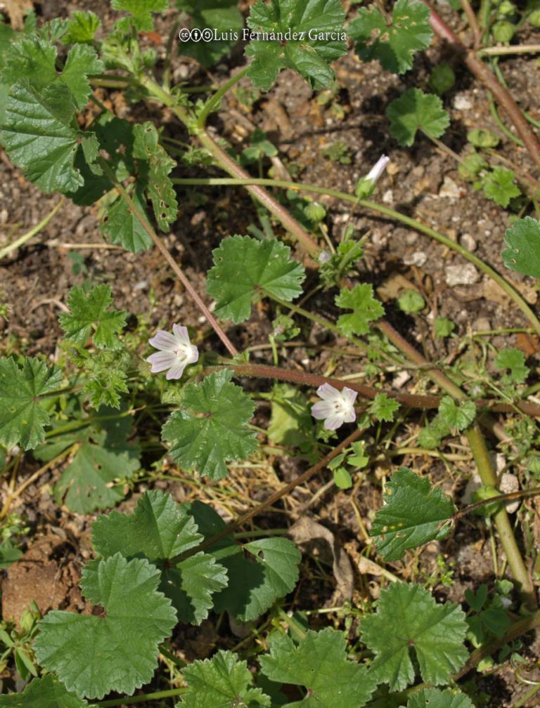 Mallow