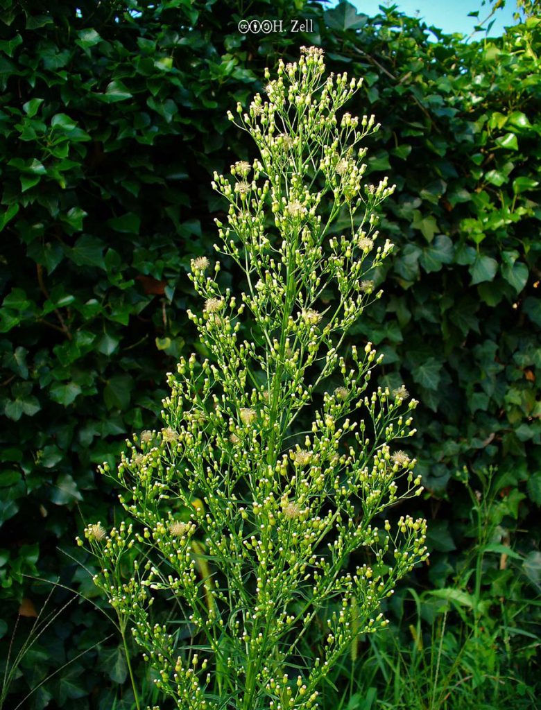 Marestail