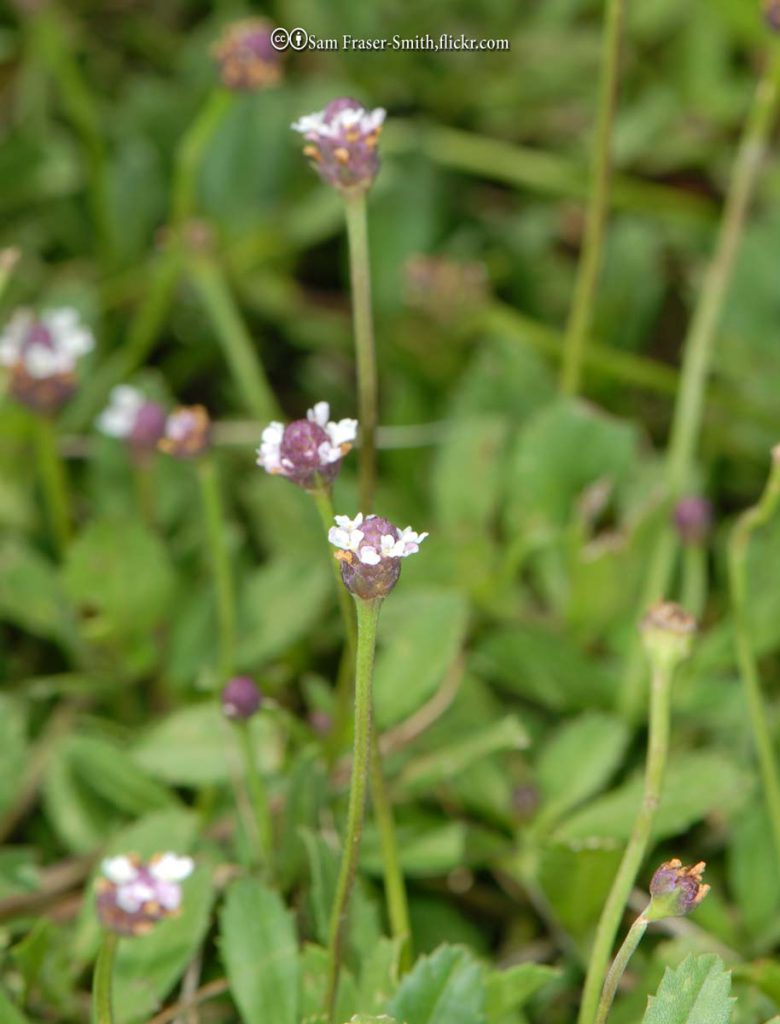 Matchweed