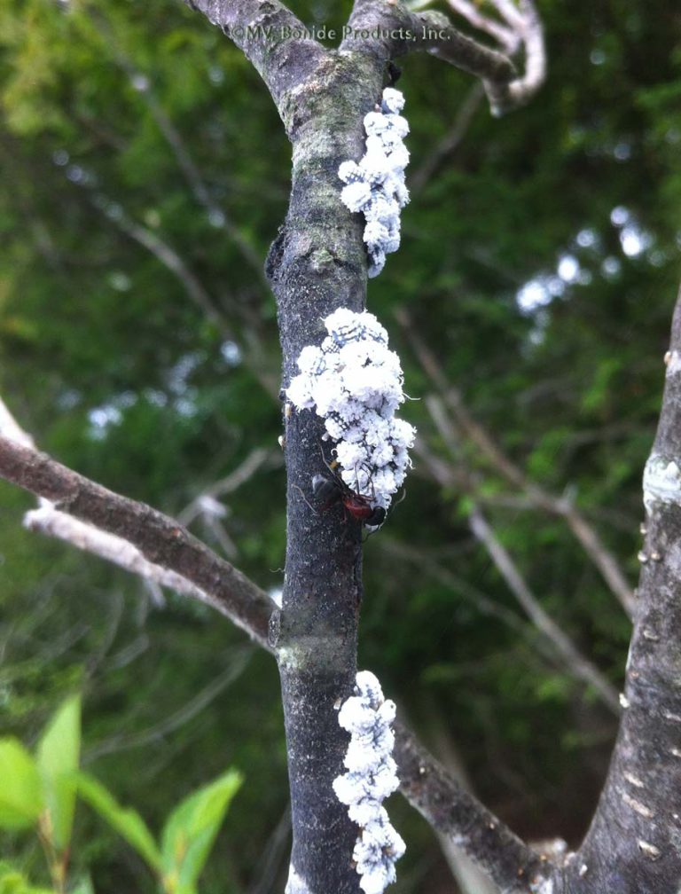 Mealybugs