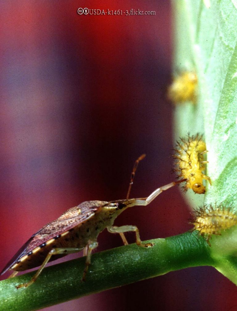 Mexican Bean Beetles Bonide