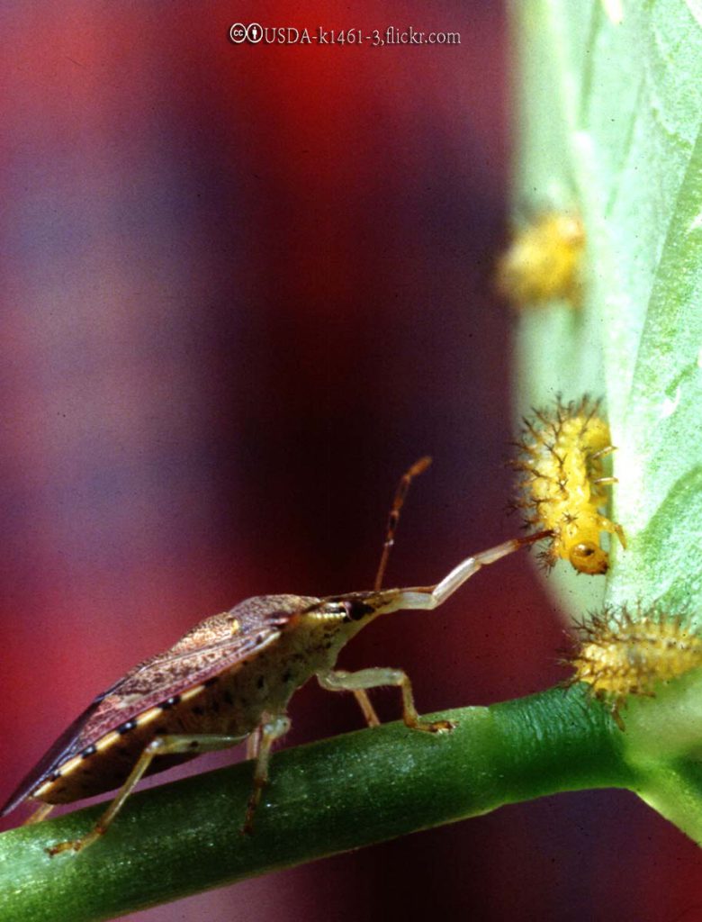 Mexican Bean Beetles