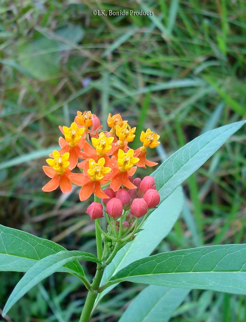 Milkweed Bloodflower
