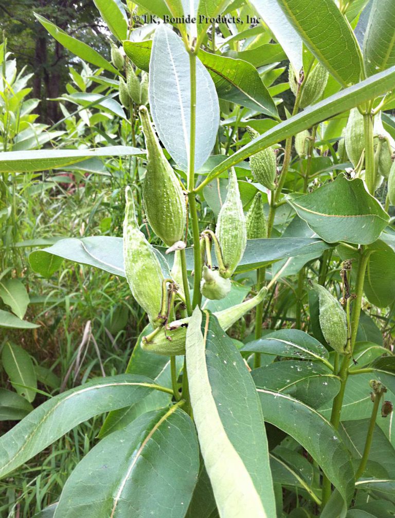 Milkweed, Common