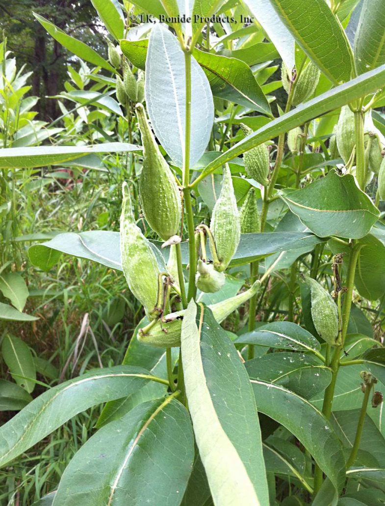 Milkweed, Common