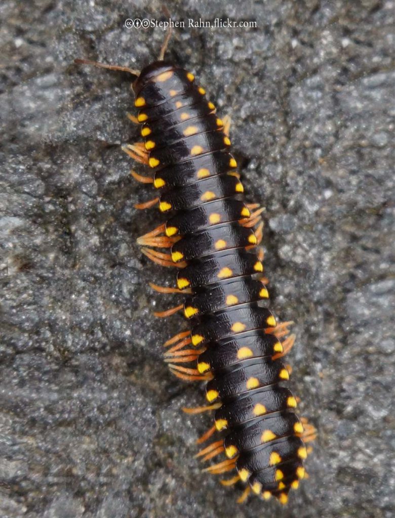 Millipedes