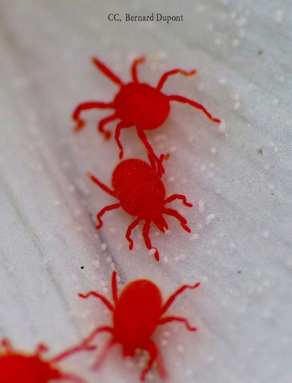 Mite intelligence overview