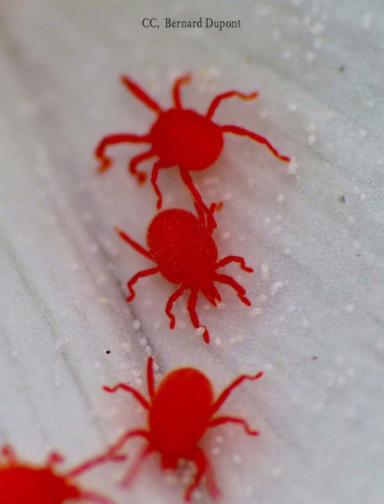 Mites