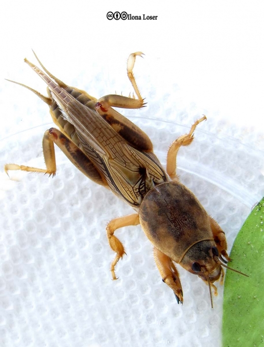 Mole Crickets Bonide