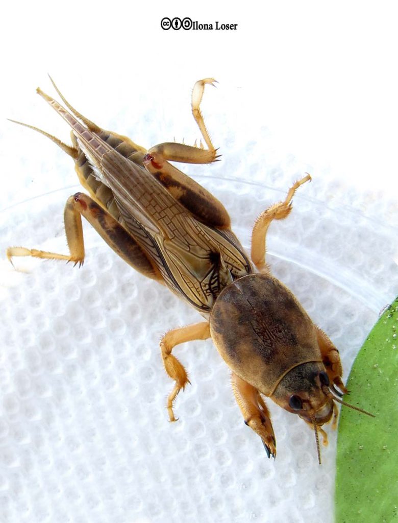 Mole Crickets