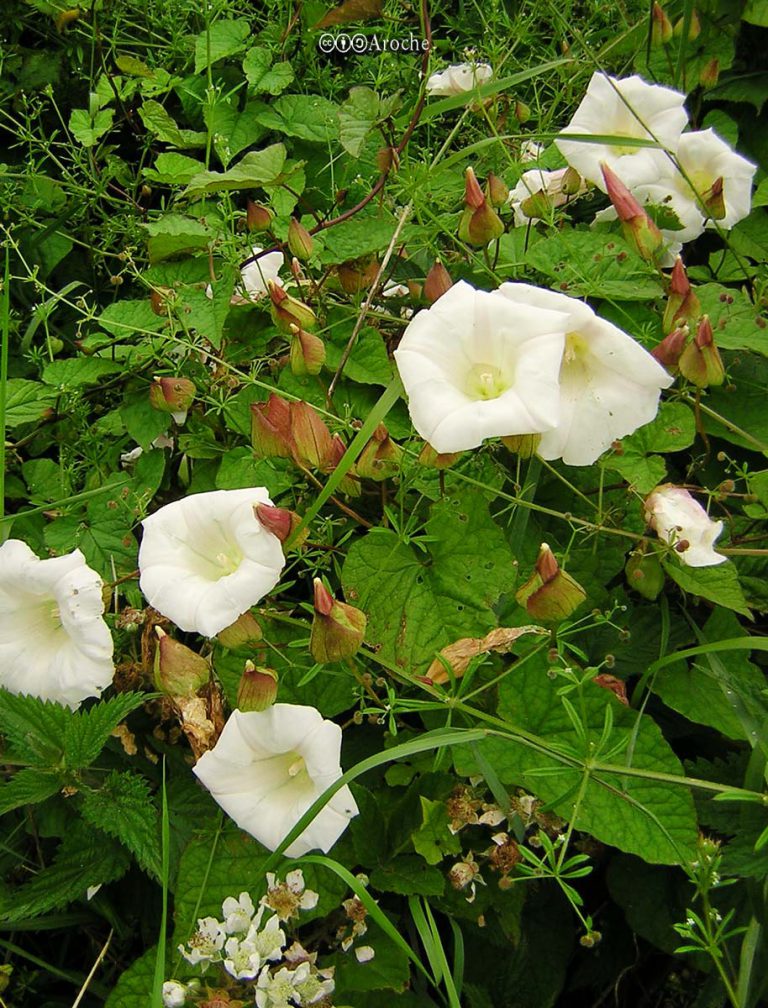 Morningglory