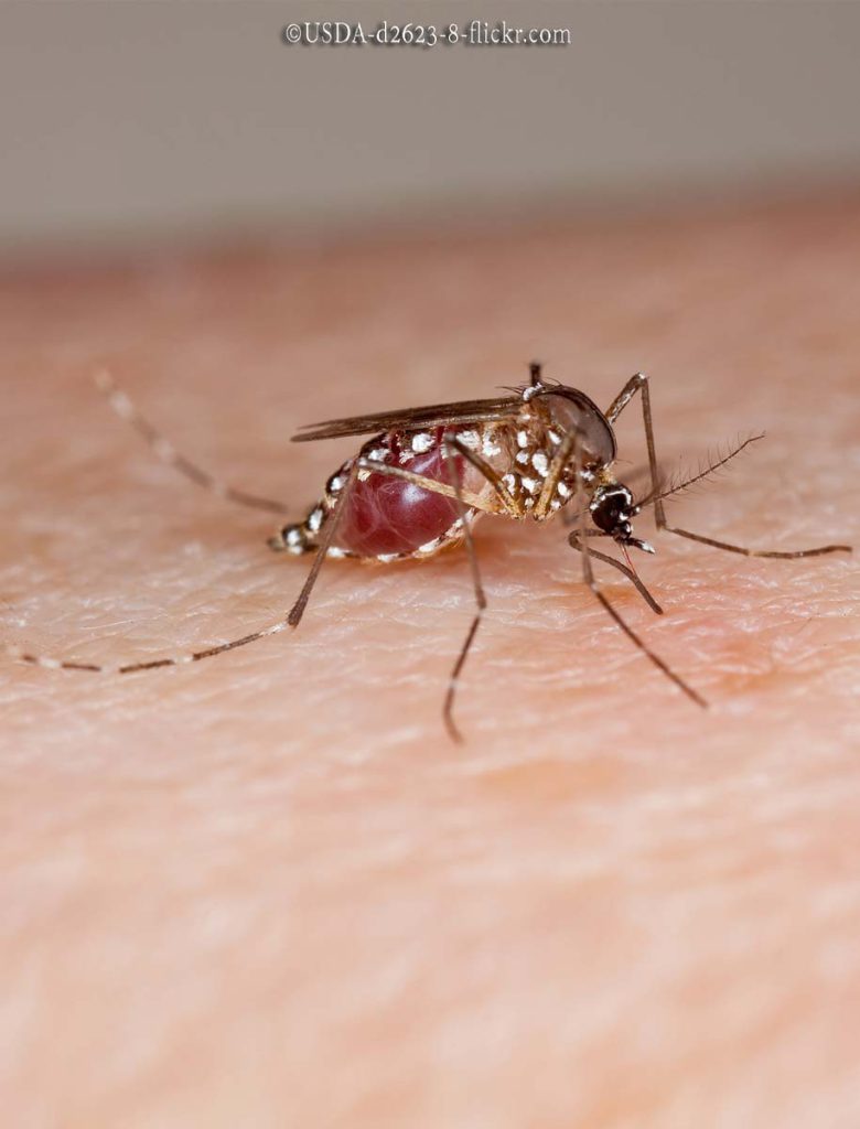 Mosquitoes