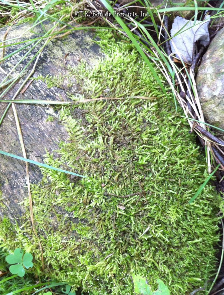 Moss
