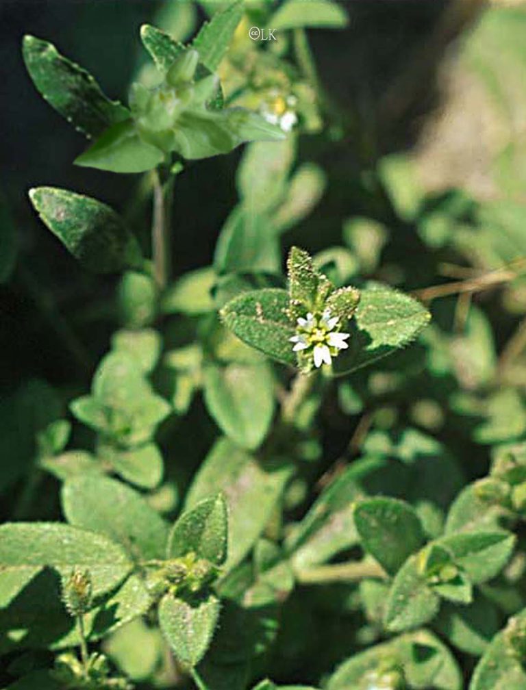 Chickweed, Mousear