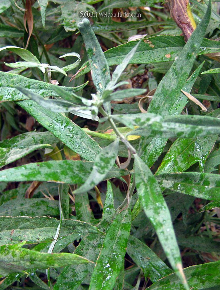 Mugwort