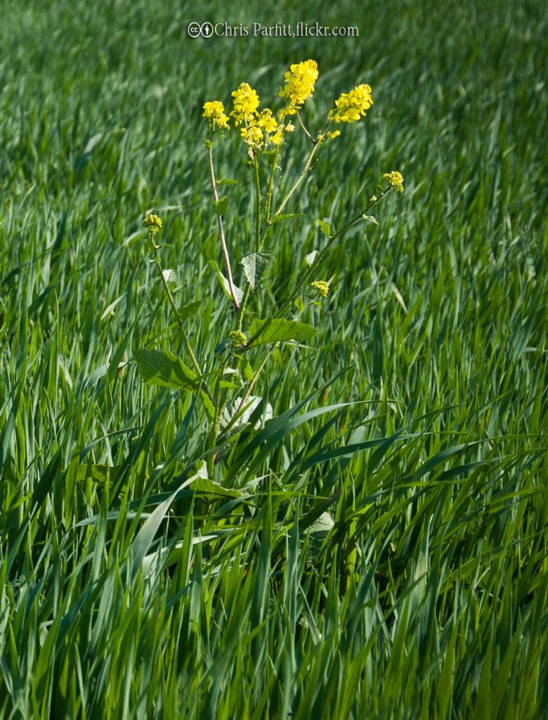 Mustard