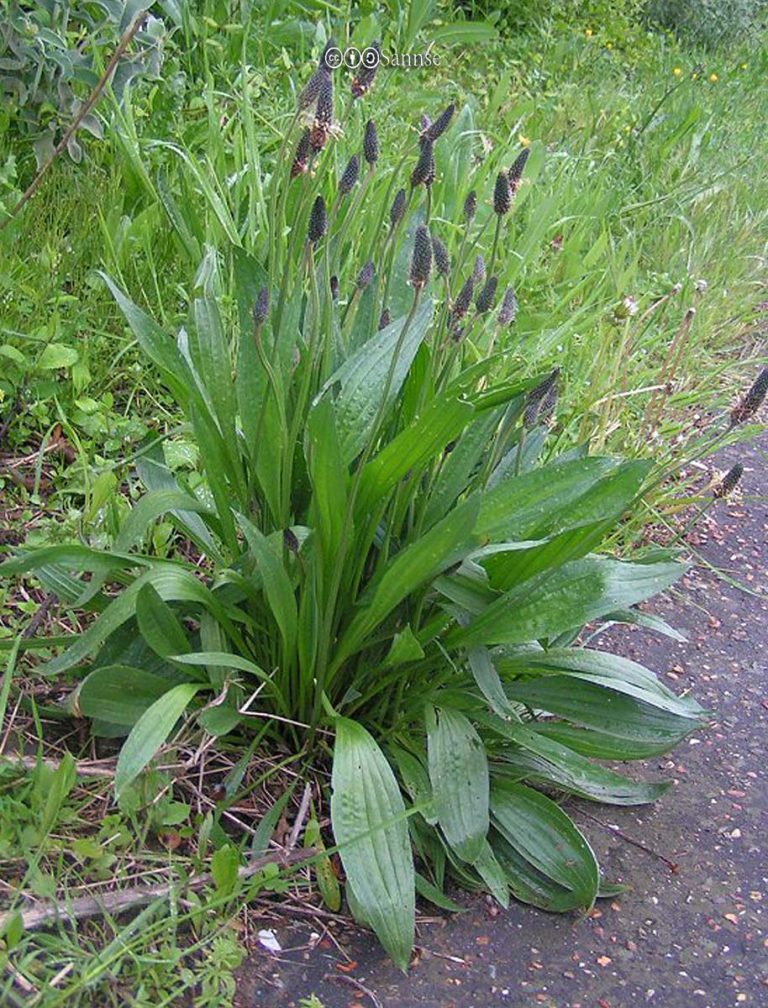 Plantain, Narrowleaf
