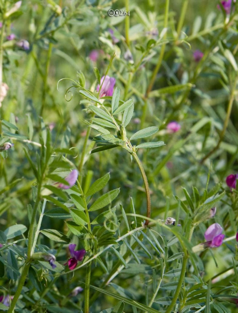 Vetch, Narrowleaf