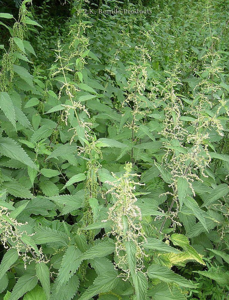 Nettle