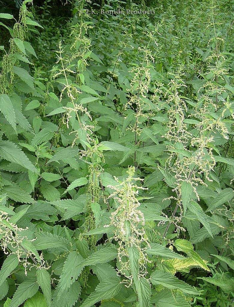 Nettle