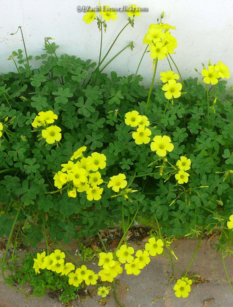 Buttercup, Oxalis