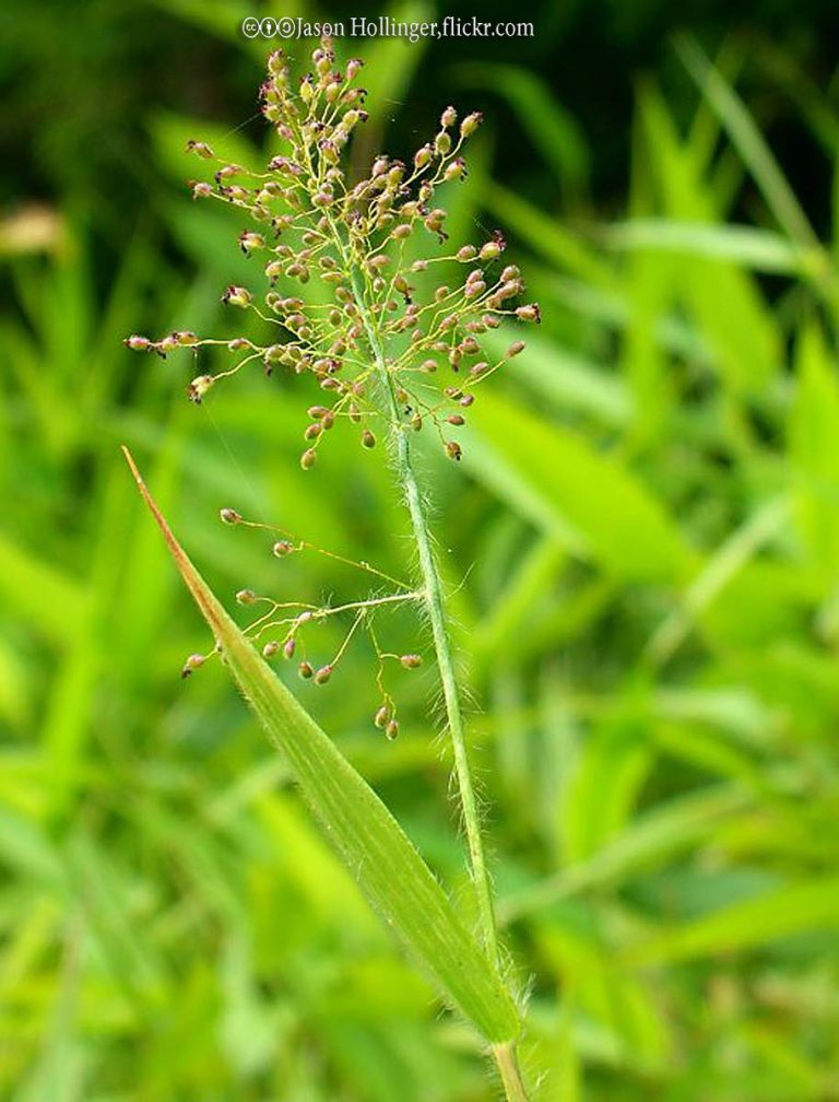 Panicum