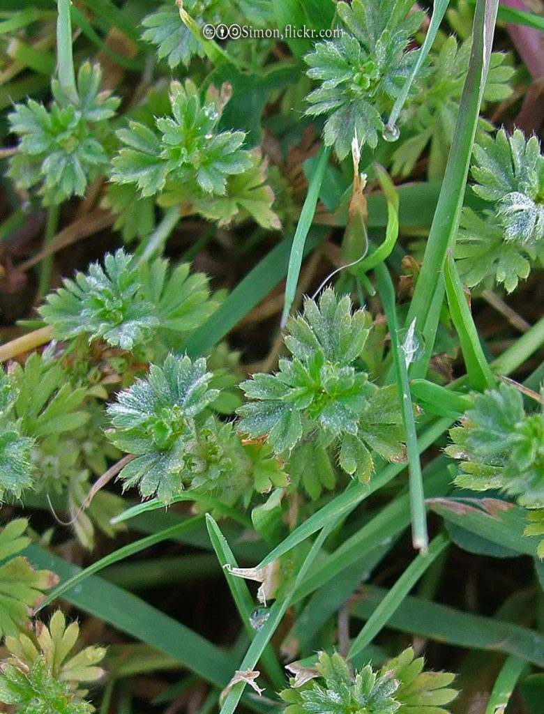parsley-piert