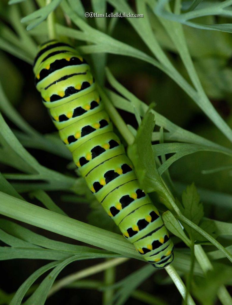 Parsleyworms