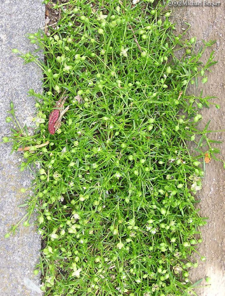 Pearlwort