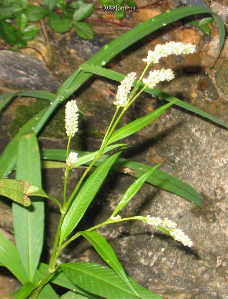 Smartweed, Pennsylvania