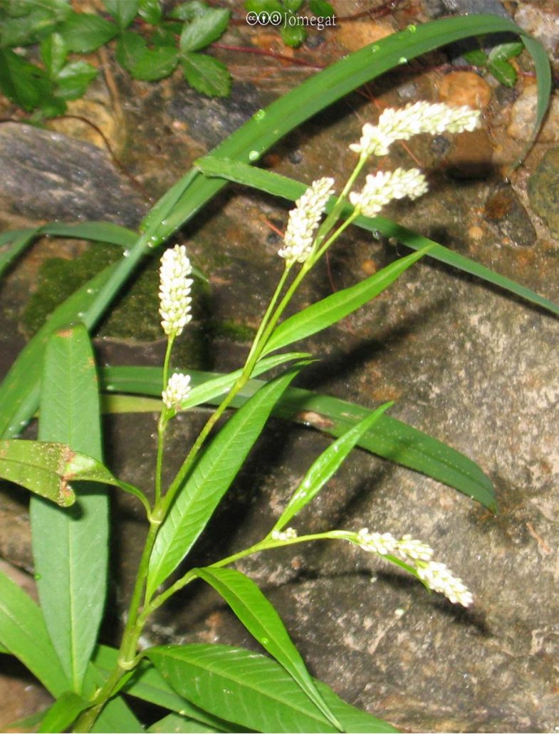 Smartweed, Pennsylvania