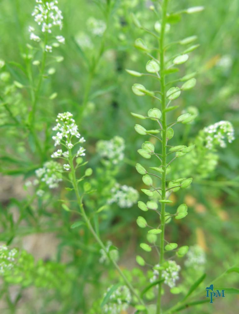 Peppergrass