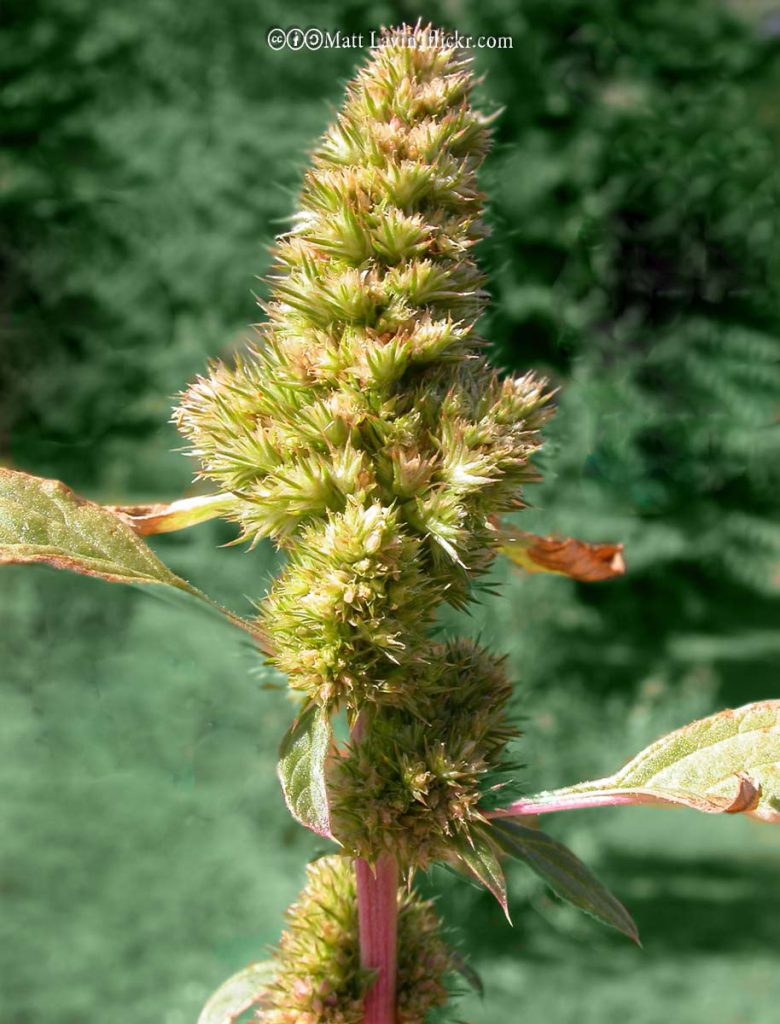 Pigweed, Redroot