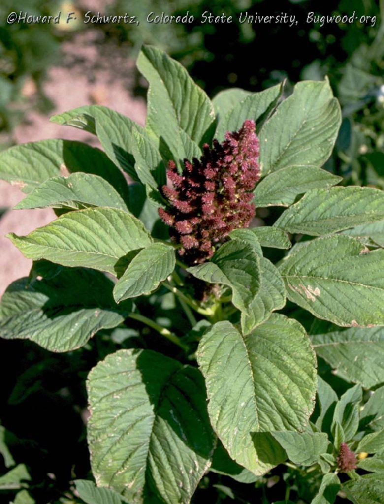 Pigweed