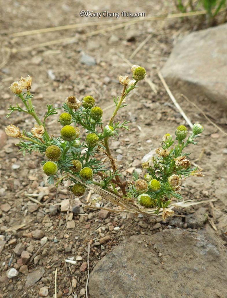 Pineappleweed