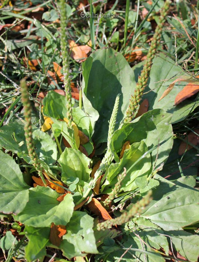 Plantain, Common