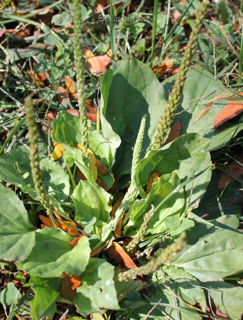 Plantain, Common
